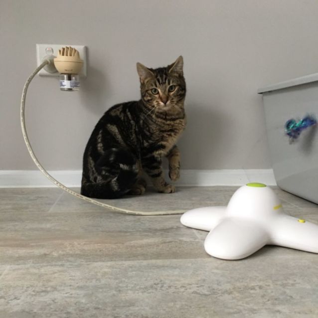 Photo of Wayne & Winnie ~ Adopt @Pet Stock Cd 22/10/22 