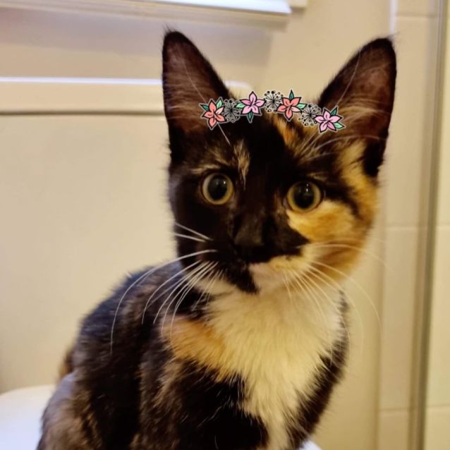 Photo of Poppy & Rose 