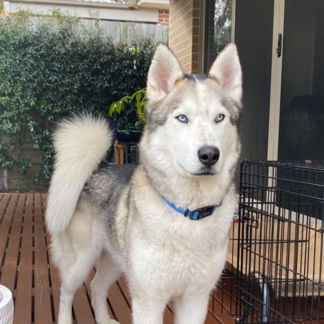 Photo of Bandit 