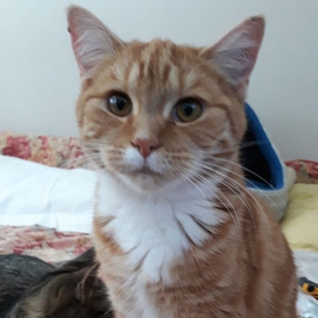 Photo of Leia
