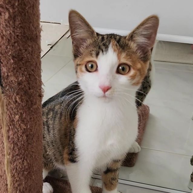 Photo of Cherub ^^Dandy Cat Rescue^^