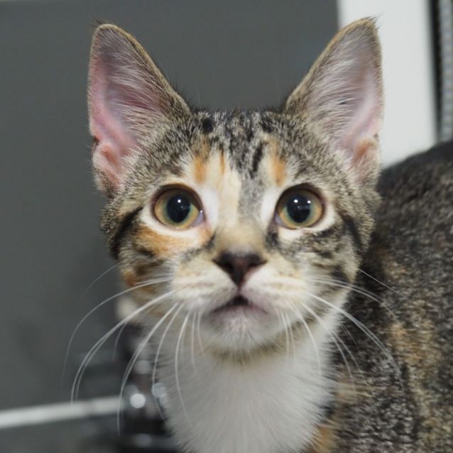 Photo of C1104 Edith