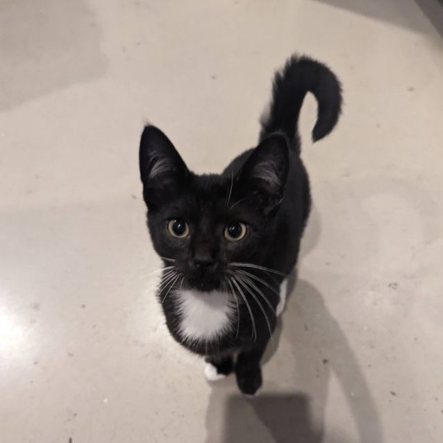 Photo of Alistair *9 Lives Project Rescue*