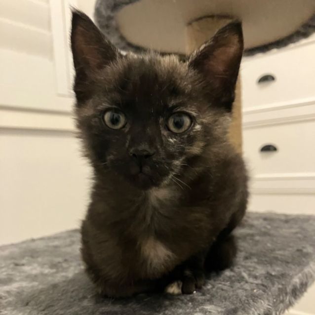 Photo of Puddles Cuddly Smooch 