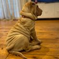 Photo of Dumpling