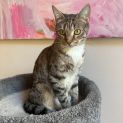 Photo of Tabitha *9 Lives Project Rescue*