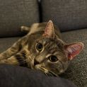 Photo of Meow Meow