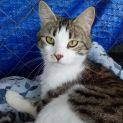 Photo of Cleo