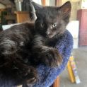 Photo of Onyx ** 2nd Chance Cat Rescue**