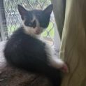 Photo of Opal