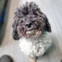 Photo of Daisy