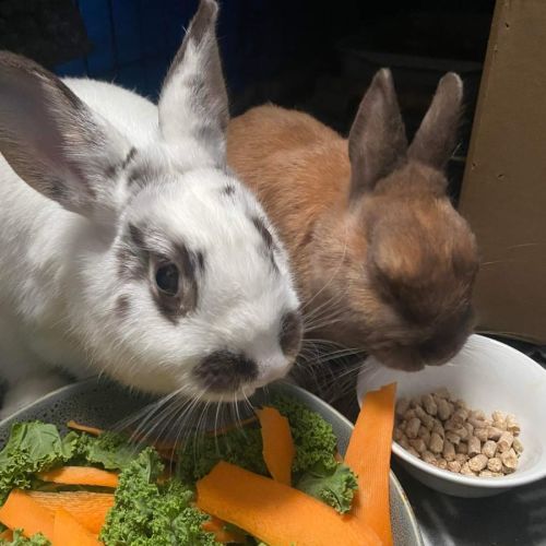 Daisy & Hugh (Located in Kingsville)