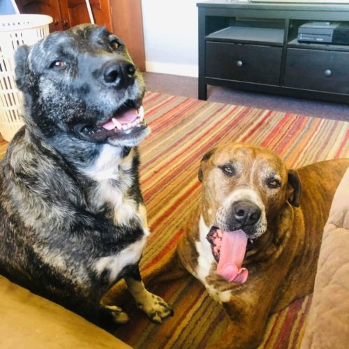 DB and Daisy
