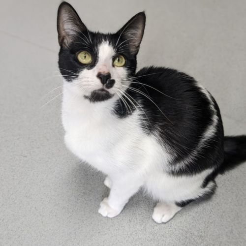 🍧 Kirby F02824 🍧