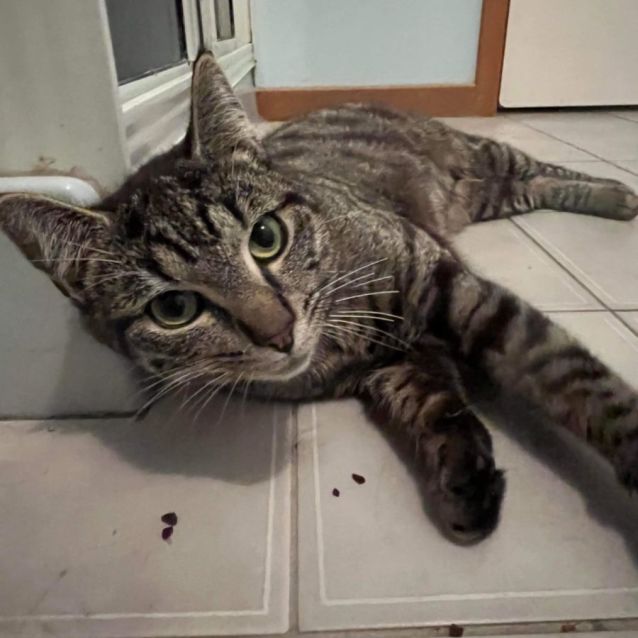 Photo of Beyoncé & Zelda ~ Meet Us @ Pet Stock Mornington 😻