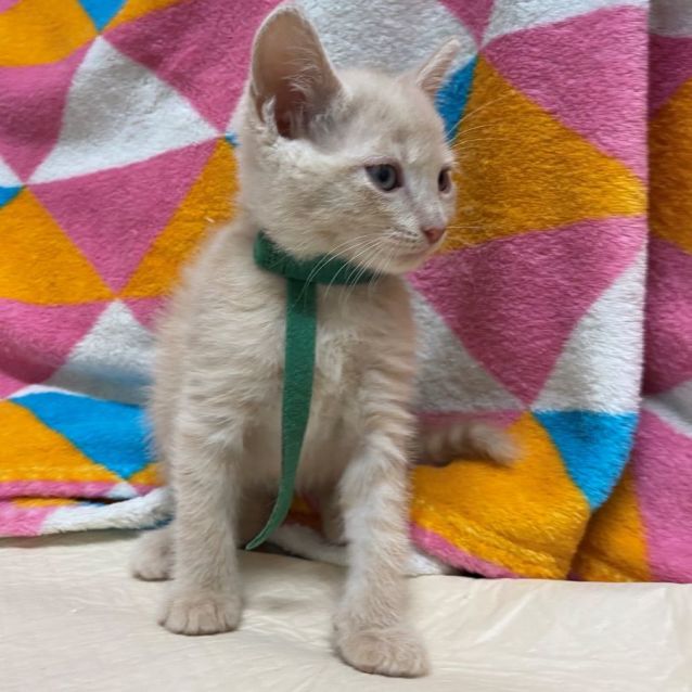 Photo of Dash