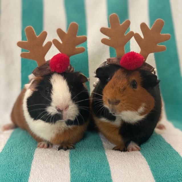 Photo of Dancer & Prancer 