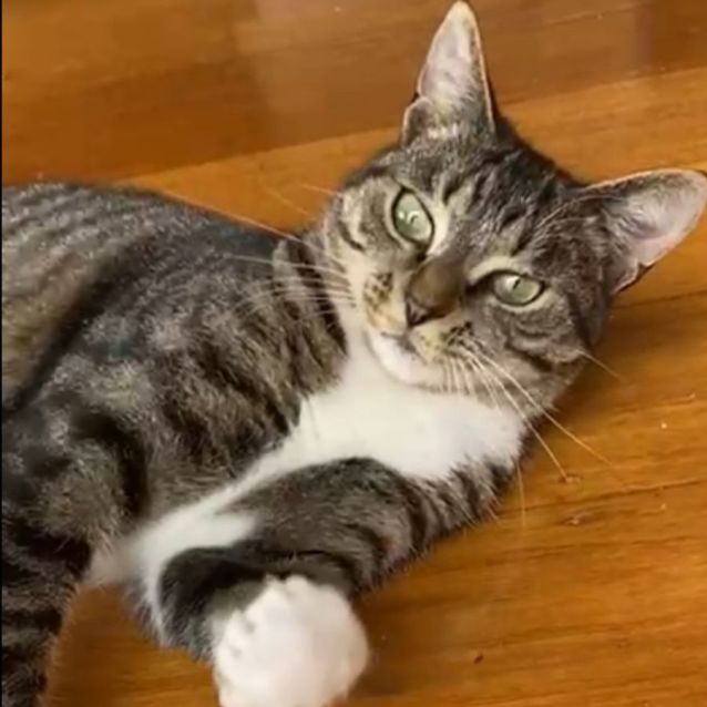 Photo of Shorty