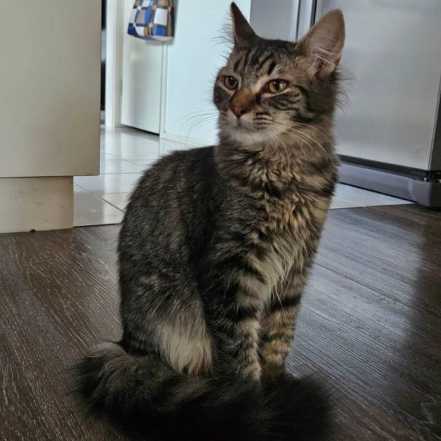 Photo of Gilbert ** 2nd Chance Cat Rescue**