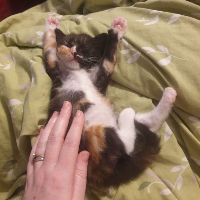 Photo of Penny   Little Baby 