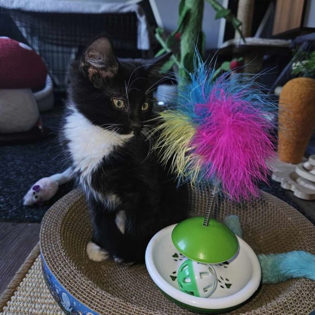Photo of Colson **2nd Chance Cat Rescue**