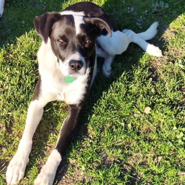Photo of Clyde 