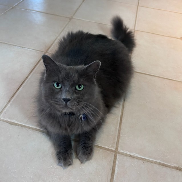 Jagger - Male Russian Blue x Ragdoll Cat in NSW - PetRescue
