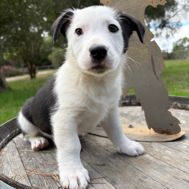 Bluetiful - Medium Male Border Collie Mix Dog in VIC - PetRescue