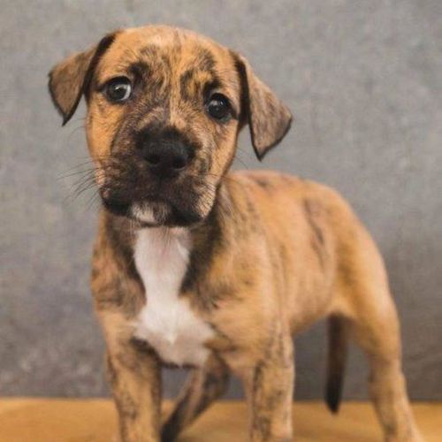 Elton - 9 Week Old Wolfhound X