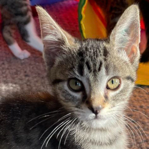 Witch doctor meet me@chelsea Petstock store