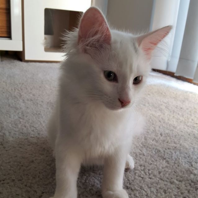 Photo of Higgins ^^Dandy Cat Rescue^^