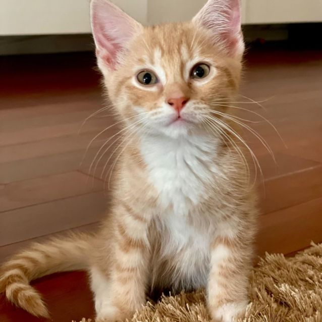 Photo of Buddy**2nd Chance Cat Rescue**