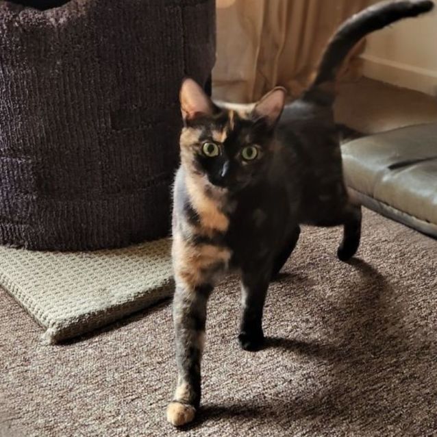 Photo of Hazel ^^Dandy Cat Rescue^^