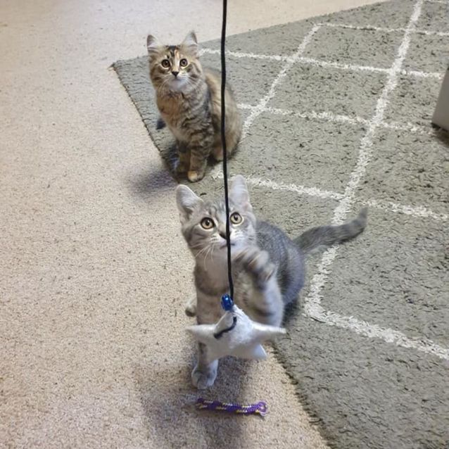 Photo of Saffron *9 Lives Project Rescue*