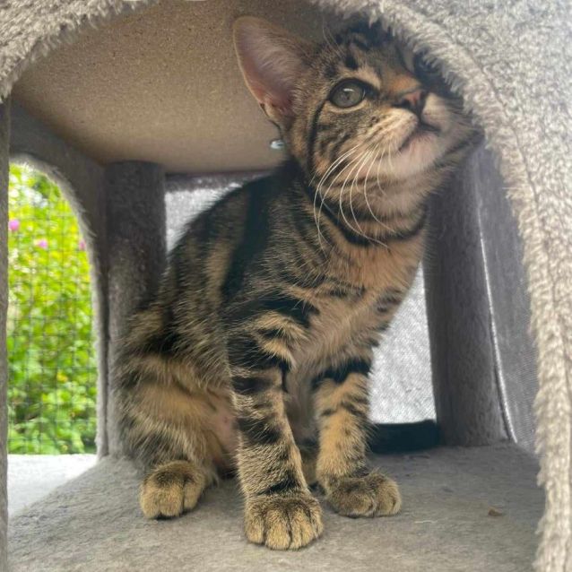 Photo of Remy *9 Lives Project Rescue*