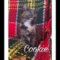 Photo of Cookie