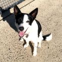 Photo of D845 Gidget