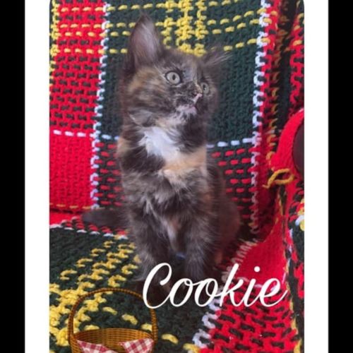 Cookie