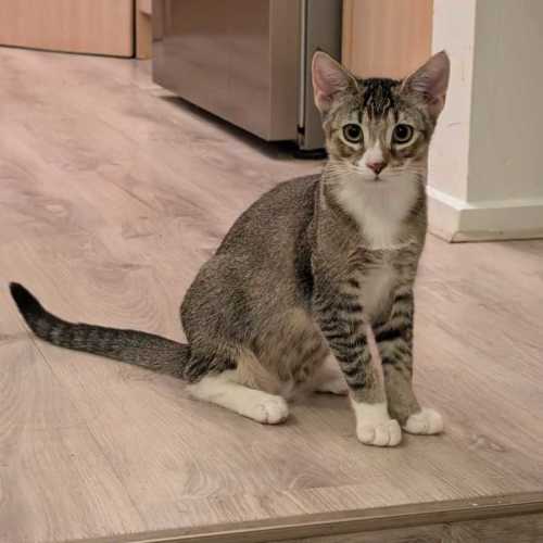 Blossom - In foster care in Glenroy