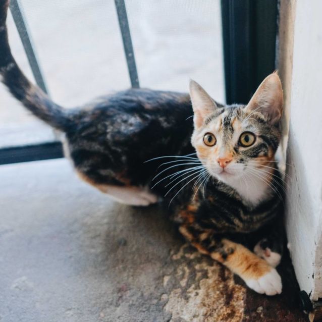 Photo of Merry