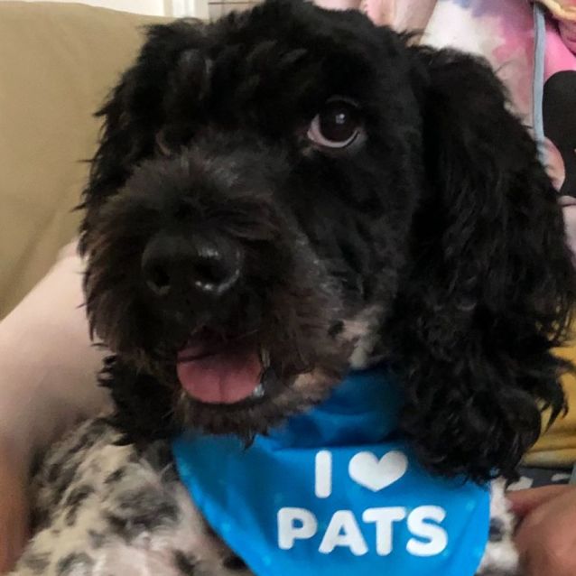 Buddy Medium Male Labradoodle x Cocker Spaniel Dog in NSW PetRescue