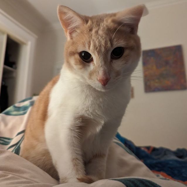 Photo of Charming Chester