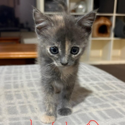 Lilo