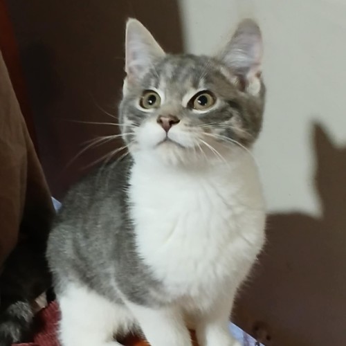 Harry* 9 Lives Project Rescue*