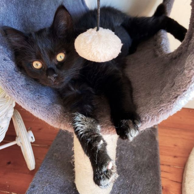 Photo of Bibi ^^Dandy Cat Rescue^^