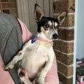 Photo of Gus 🏆 8yo Mini Foxy (Trial 3/11/23)