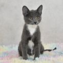 Photo of Swiper