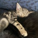 Photo of Goblin **2nd Chance Cat Rescue**