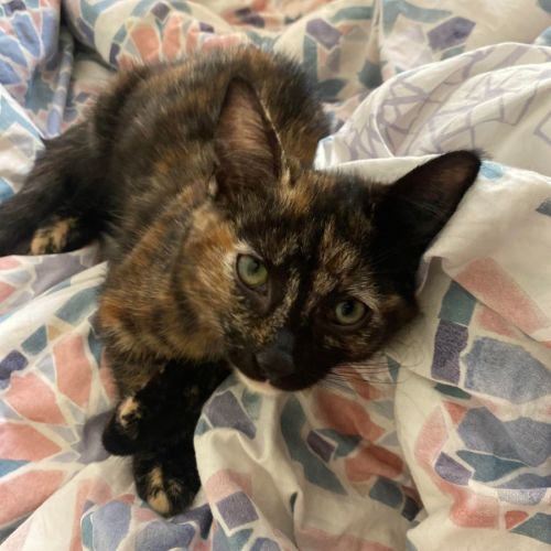 Maeve **2nd Chance Cat Rescue**