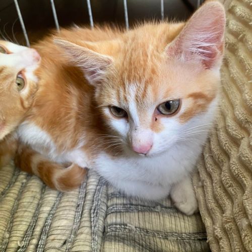 Gingi **2nd Chance Cat Rescue**